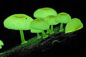 fungi