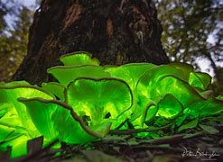 fungi